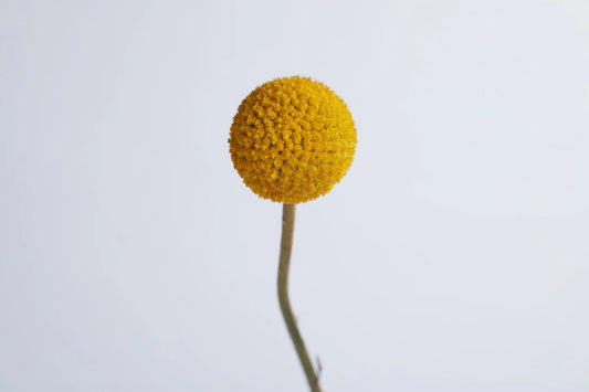 Natural Yellow Craspedia