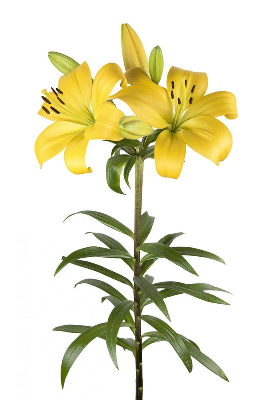 Orange Yellow Diamond Asiatic Lilies
