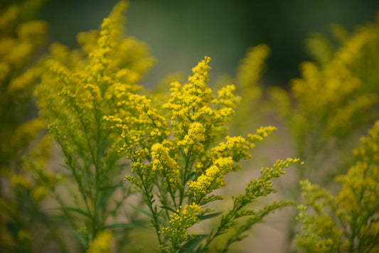 Green Tara Solidago Asters