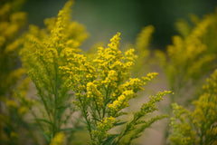 Green Tara Solidago Asters