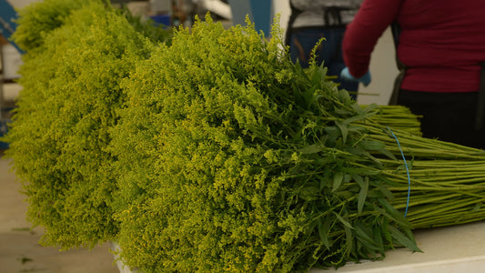 Tara Solidago