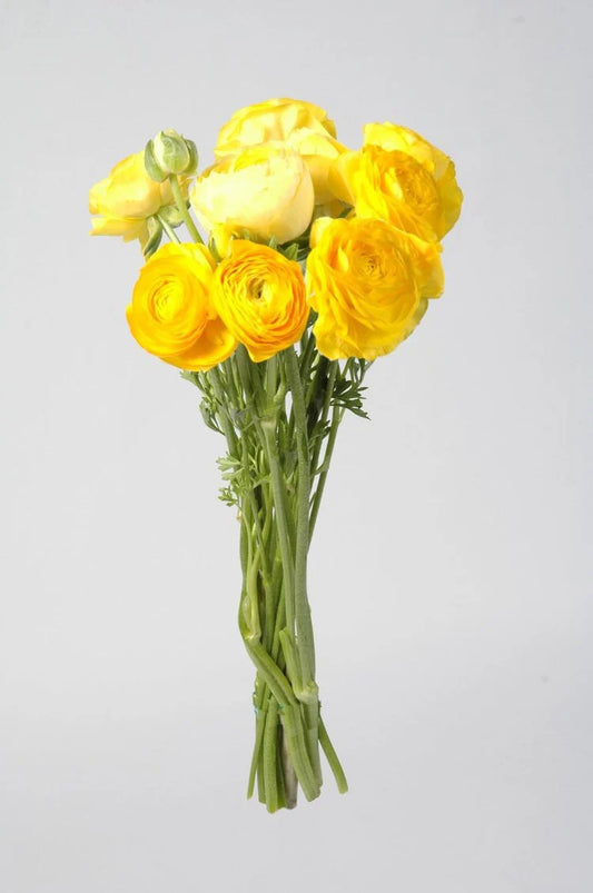 Yellow Ranunculus