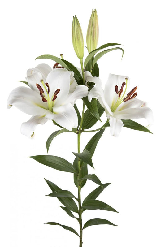 White Zambesi Oriental Lilies