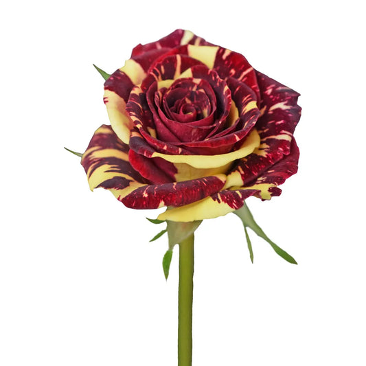 Red Abracadabra Roses