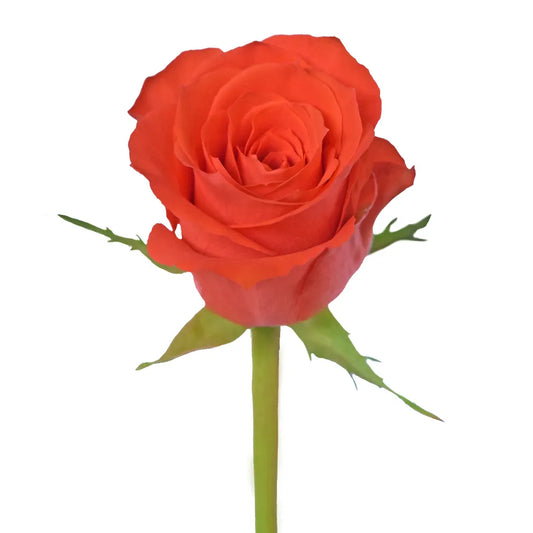 Orange Africana Dark Orange Roses