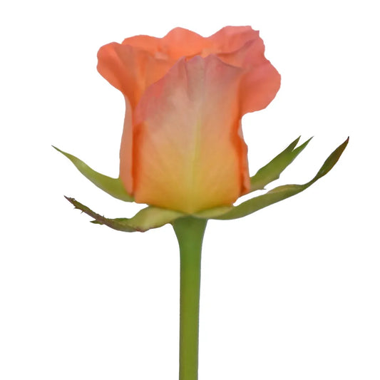 Africana Light Orange