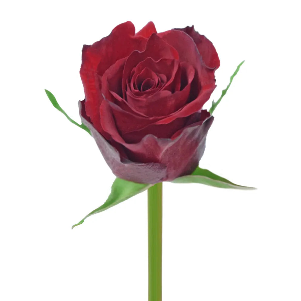 African Red Roses Beautiful Africana Red Roses – Pop Wedding Flowers
