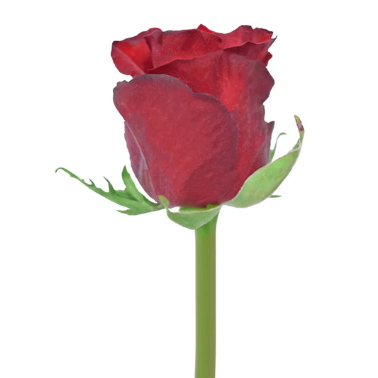 Africana Red