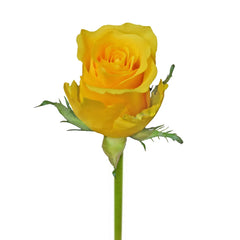 Yellow Africana Yellow Roses