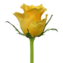 Africana Yellow