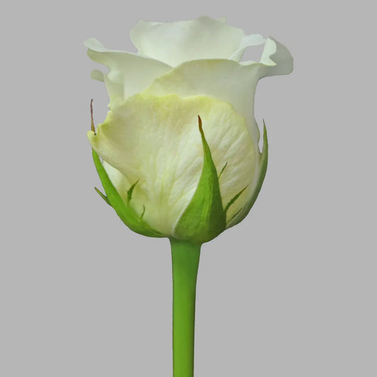 Akito Classic White Rose