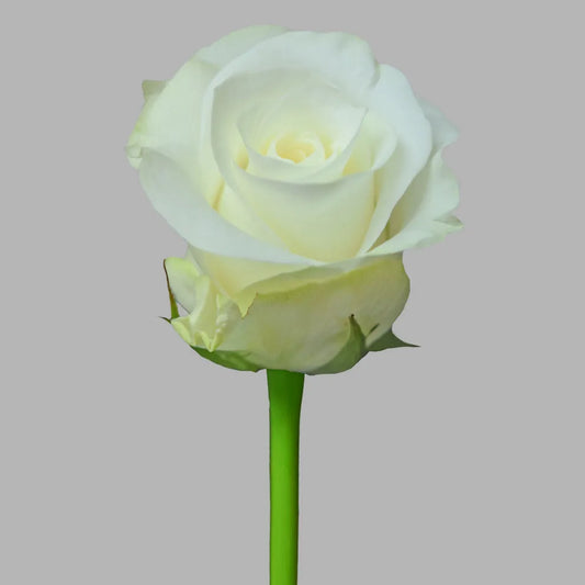 White Akito Roses