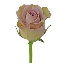 Lavender Amnesia Roses