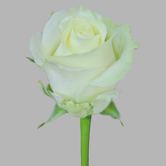 White Avalanche Roses