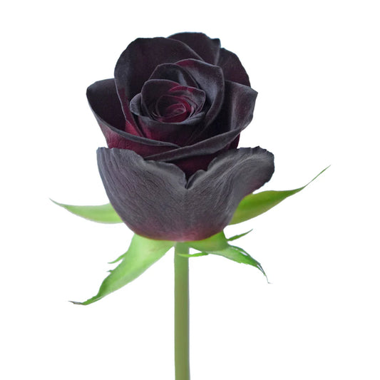 Red Black Baccara Roses