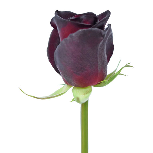 Black Baccara