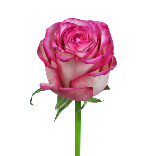 Hot Pink Caroussel Roses