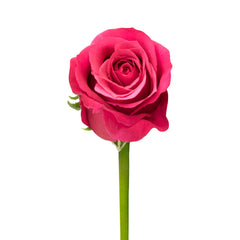 Hot Pink Cherry-O Roses