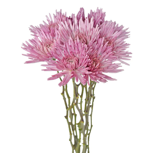 Lavender Mum