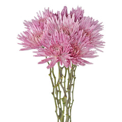 Lavender Mum