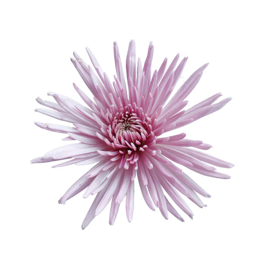 Lavender Mum