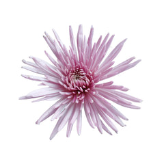 Lavender Mum