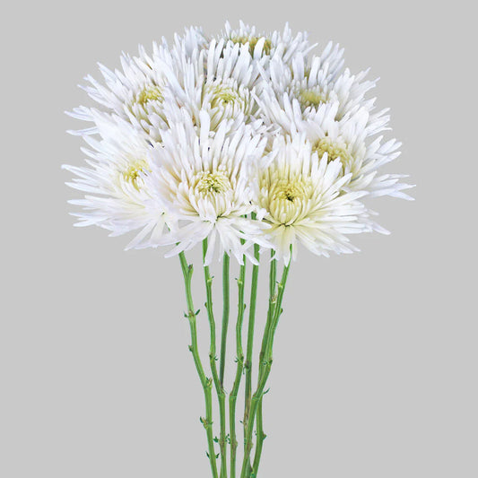 White Mum