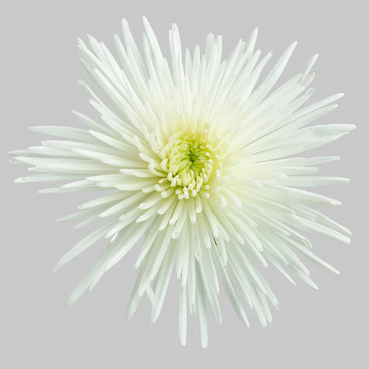 White Mum