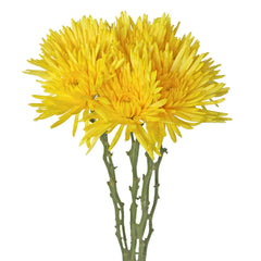 Yellow Mum