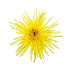 Yellow Mum
