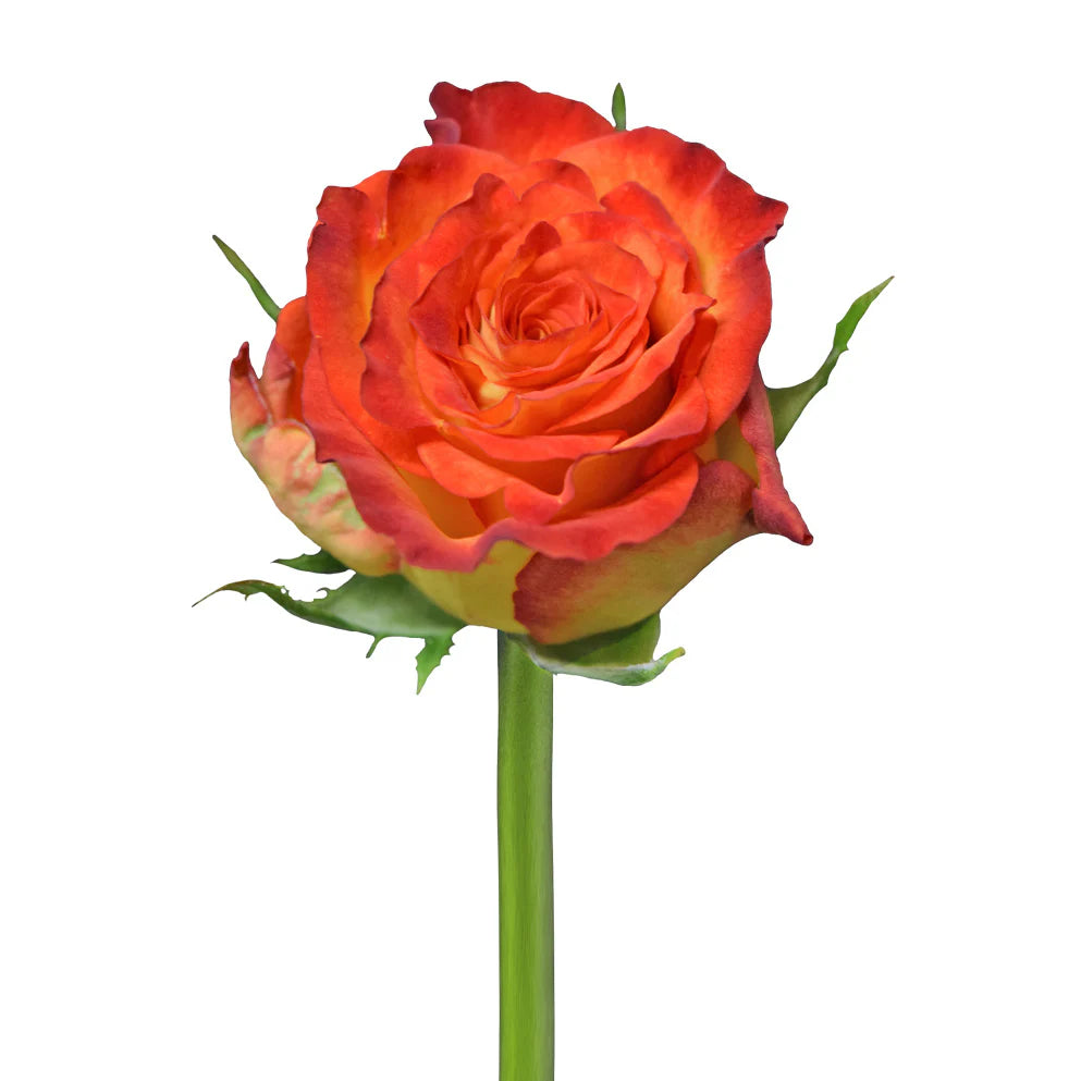 Rustic Circus Roses Beautiful Circus Roses – Pop Wedding Flowers