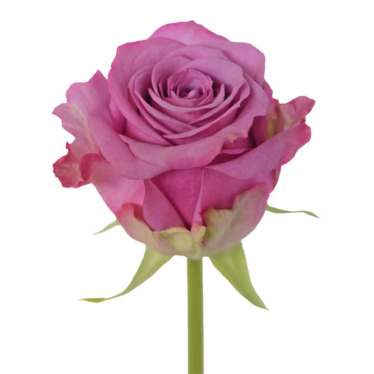 Lavender Cool Water Roses
