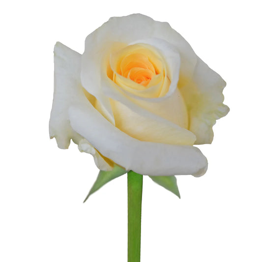 Peach Creme de la CrÃ¨me Roses