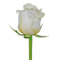 Creme de la CrÃ¨me