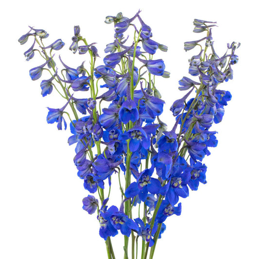 Dark Blue Volkerfrieden Delphinium