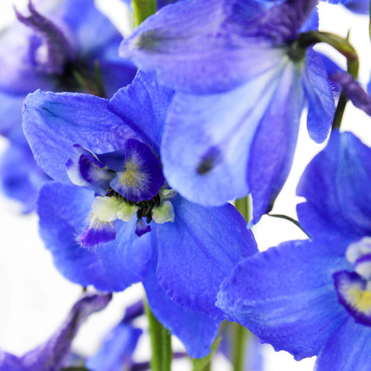 Dark Blue Volkerfrieden