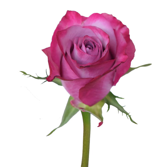 Lavender Deep Purple Roses