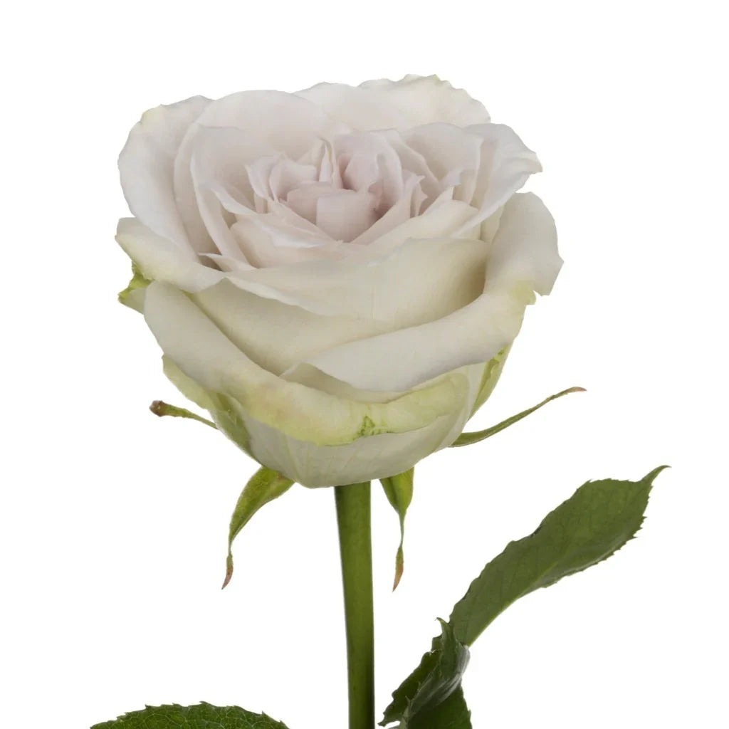Beautiful Early Grey Roses – Pop Wedding Flowers