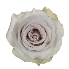 Gris temprano