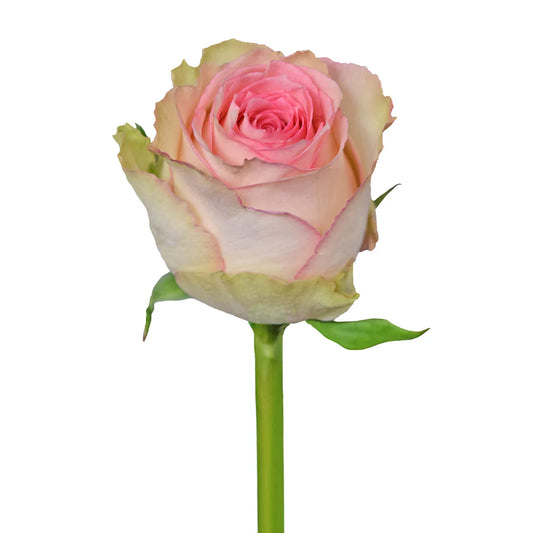 White Esperance Roses