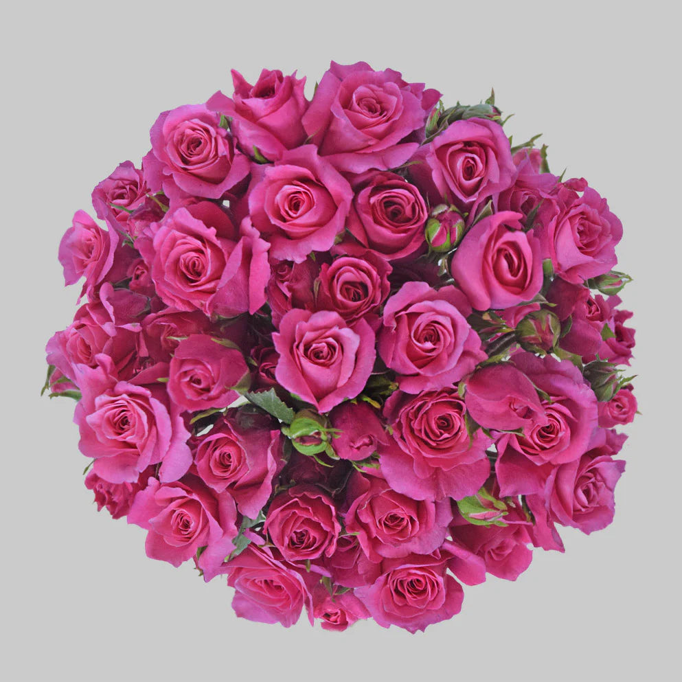 Hotpink Follies Spray Roses