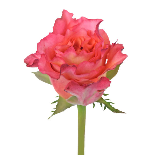 Orange Free Spirit Roses