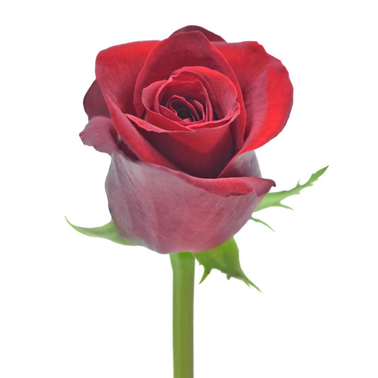 Red Freedom Roses