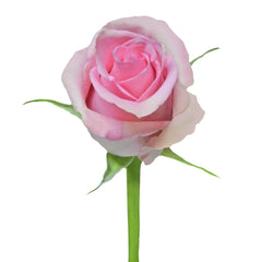 Pink Fusion Roses