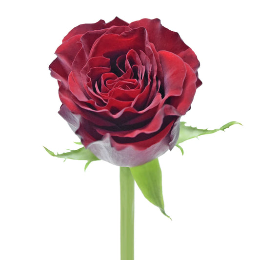 Red Heart Garden Rose