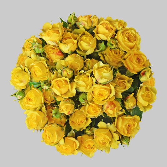 Yellow Jenny Spray Roses