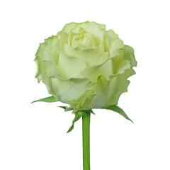 Green Lemonade Roses