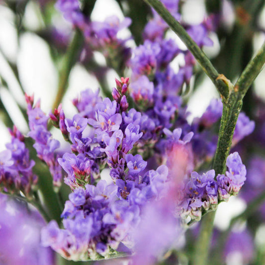 Blue Limoniums