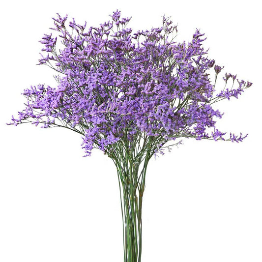 Blue Limoniums