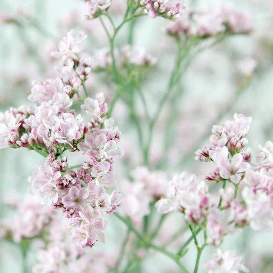 Pink Limoniums